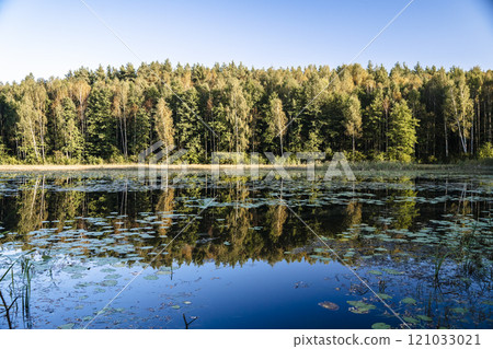 Serene Forest Lake. Lake in a coniferous European forest. Northern nature. 121033021