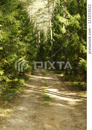 Forest dirt path. Forest and nature with empty road 121033022