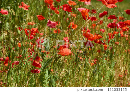 Summer meadow resting,relax.Medicinal scarlet red poppies Summer meadow resting,relax.Medicinal scarlet red poppies 121033155