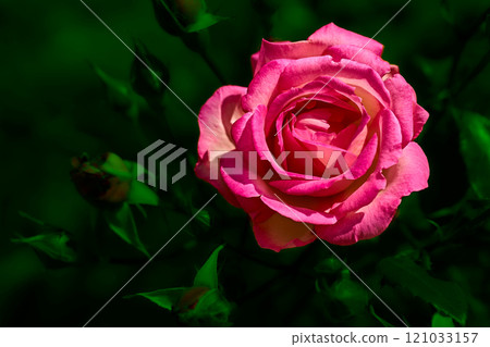 Nice pink summer rose of the black magic in green shadow 121033157