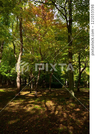 大阪城公園 森林深處 大阪城公園 森林深處 121033598