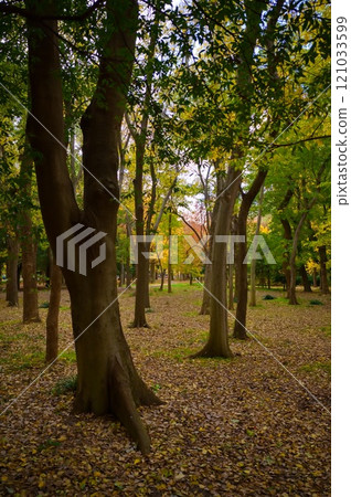 大阪城公園 森林深處 121033599