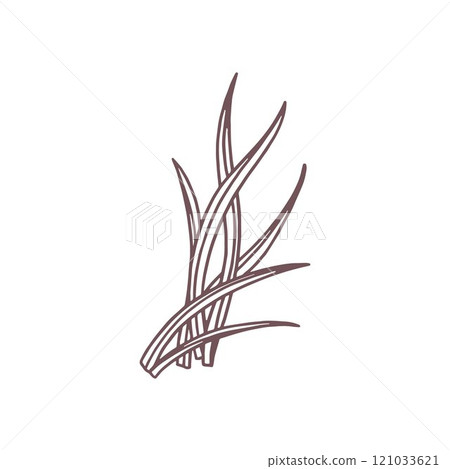 Grass leaves vector outline icon, tropical leaf, fragrance seasoning grass, natural aromatic farm or wild herb line art Grass leaves vector outline icon, tropical leaf, fragrance seasoning grass, natural aromatic farm or wild herb line art 121033621