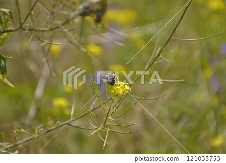 A honey bee collects pollen on a yellow rapeseed flower on a blurred background 121033753