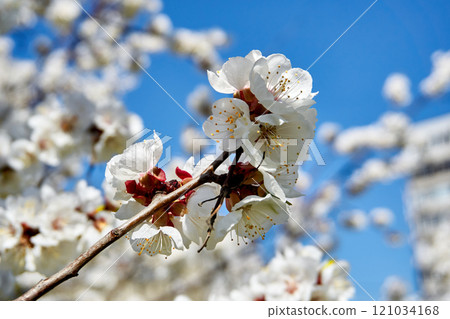 Nice white delicate spring flowers, blue sky. Tendeness,softness Nice white delicate spring flowers, blue sky. Tendeness,softness 121034168