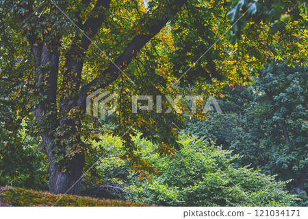 September large oak tree in wild forest September large oak tree in wild forest 121034171
