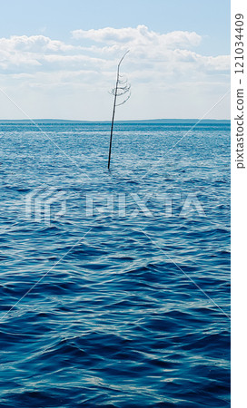 A lonely tree grew out of the water in the waves of the White Sea 121034409