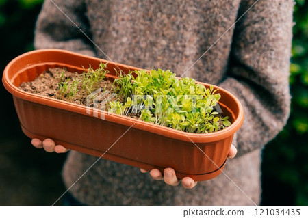 close up of a pot with green sprouts in the hands of a boy close up of a pot with green sprouts in the hands of a boy 121034435