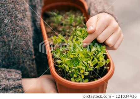Healthy close-up of microgreens and farmer's hand in a fresh natural Healthy close-up of microgreens and farmer's hand in a fresh natural 121034436