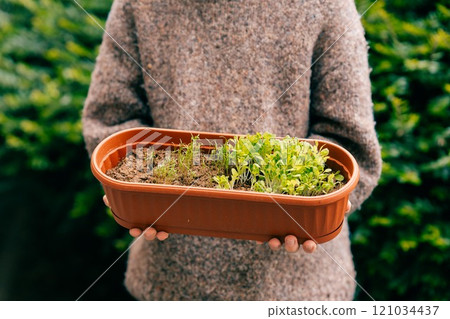 Fresh microgreens with water drops in the hands of a young farmer Fresh microgreens with water drops in the hands of a young farmer 121034437
