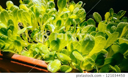 Close-up image of fresh microgreen varieties in natural light 121034450