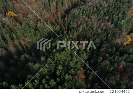 A forest with a mix of green and brown trees 121034492