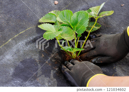 Woman plants strawberry seedlings in prepared bed of soil in garden 121034602
