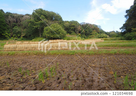 Scenery of rice planting in a valley 121034698