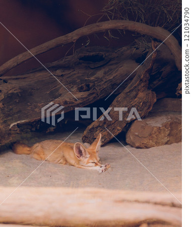 A fennec fox sleeping comfortably at the zoo 121034790