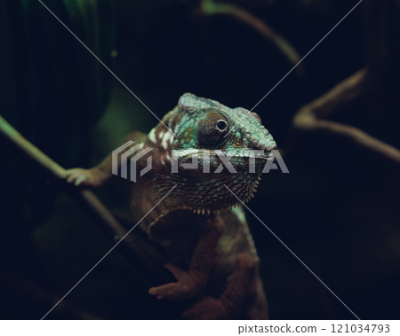 動物園變色龍 121034793