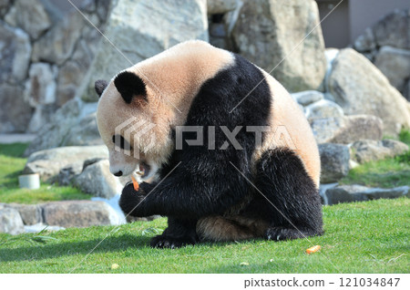 Umehama who got a snack 121034847