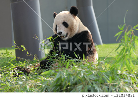 長濱大口吃著竹子 121034851
