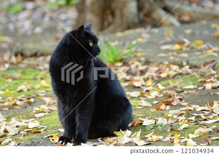 令人耳目一新的黑貓 121034934