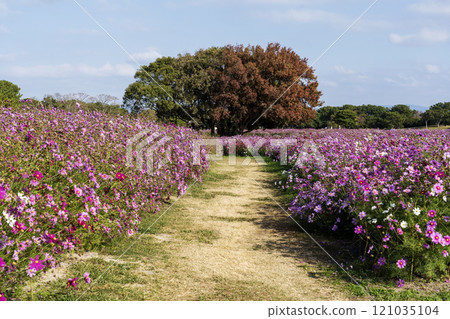 Cosmos field at Uminonakamichi Seaside Park 121035104