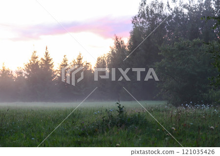 Foggy evening. Rural field with wildflowers. Foggy evening. Rural field with wildflowers. 121035426