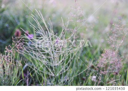 Foggy evening. Rural field with wildflowers. Foggy evening. Rural field with wildflowers. 121035430