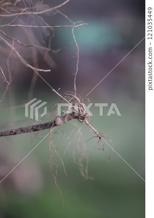 Plant sprout roots close up. Plant sprout roots close up. 121035449