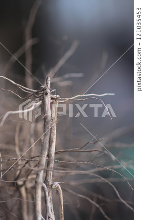 Plant sprout roots close up. Plant sprout roots close up. 121035453
