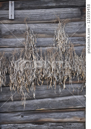 Ripening bean pods hanging on the wall of rural shed. Ripening bean pods hanging on the wall of rural shed. 121035458