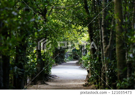 備瀨的福木樹 121035473