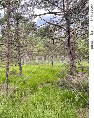 A tranquil scene of a pine forest clearing with soft sunlight filtering through the trees. The lush green grass and peaceful atmosphere make this the perfect image for relaxation and nature-themed  121035962