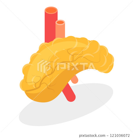 3D Isometric Flat  Illustration of Digestive System Anatomy. Item 1 121036072