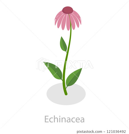 3D Isometric Flat Set of Healing Herbs. Item 7 3D Isometric Flat Set of Healing Herbs. Item 7 121036492