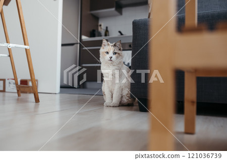 Portrait of white cat at home 121036739