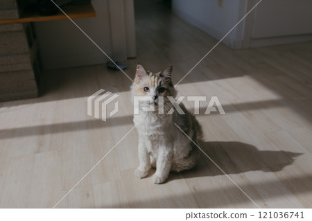 Portrait of white cat at home 121036741