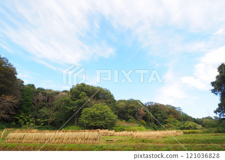 Scenery of rice planting in a valley Scenery of rice planting in a valley 121036828