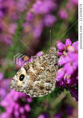 Grayling butterfly on pink bell heather flowers in close up Grayling butterfly on pink bell heather flowers in close up 121036878