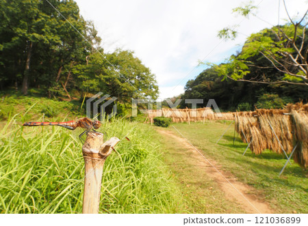 夏金（女）與掛米風景 121036899