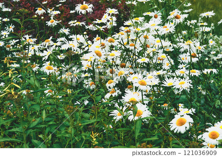 Medicinal useful herbal chamomile flowers on a green summer meadow 121036909