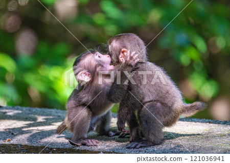 Yakuza monkey children playing on Yakushima Island, a World Heritage Site (Summer) Yakuza monkey children playing on Yakushima Island, a World Heritage Site (Summer) 121036941