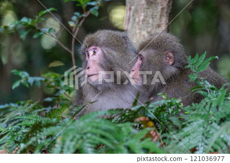 Yakushima World Natural Heritage Monkeys (August) Relaxing Yakuza Monkeys 121036977