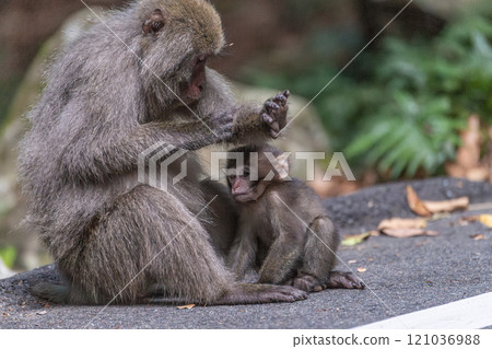 Yakushima World Natural Heritage Monkeys (August) Yakuza monkeys grooming themselves 121036988