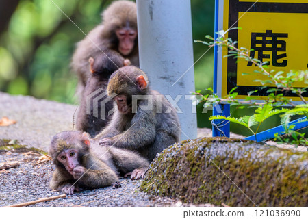為黑幫小猴子梳毛 世界自然遺產屋久島（夏季） 121036990