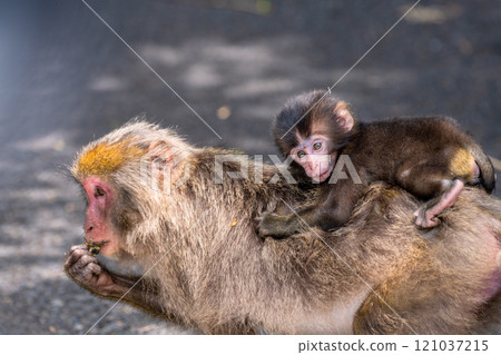 Yakushima World Natural Heritage Monkeys (August) A baby Yakuza monkey riding on its parent's back 121037215