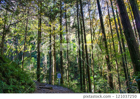 高尾山琵琶瀧路線（國道6號線） 攀登琵琶瀧路線 11月下旬 121037250