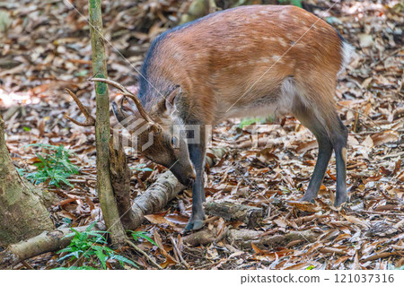雄性屋久島鹿正在磨鹿角，世界自然遺產屋久島（夏季） 121037316