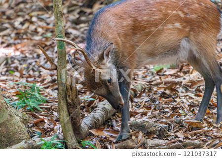 雄性屋久島鹿正在磨鹿角，世界自然遺產屋久島（夏季） 121037317