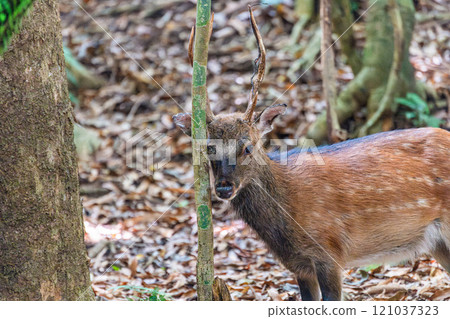 Male Yakushima deer sharpening its antlers, World Natural Heritage Site, Yakushima (Summer) 121037323