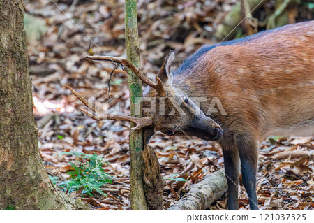 Male Yakushima deer sharpening its antlers, World Natural Heritage Site, Yakushima (Summer) 121037325