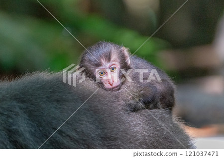 Yakuza monkey baby on alert World Natural Heritage site Yakushima (Summer) 121037471